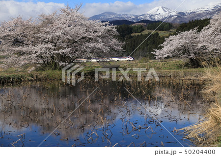 桜と山形新幹線 50204400