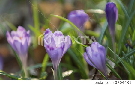 Purple crocuses mixed with green leaves 50204439