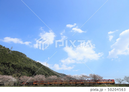 桜と嵯峨野観光鉄道 50204563