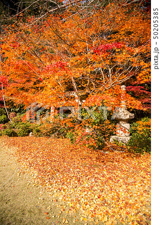 大河内山荘の秋、一隅に石塔と紅葉 50205385