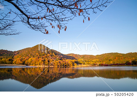 広沢池の夕暮れ、紅葉 広沢池の夕暮れ、紅葉 50205420