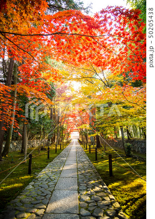 鹿王院の秋、参道の紅葉に西日影 50205438