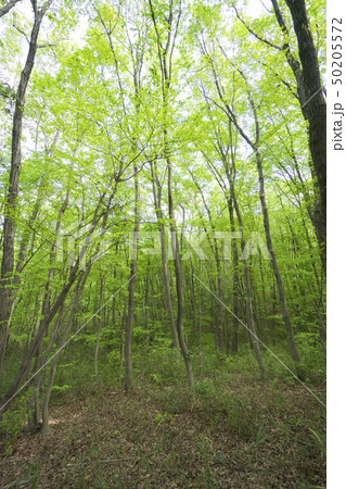 新緑の狭山丘陵　クヌギやナラの林 50205572