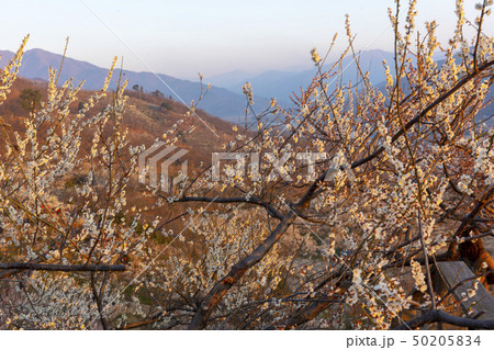 梅の村 春 全羅南道 50205834