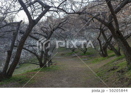 梅の村 春 全羅南道 50205844