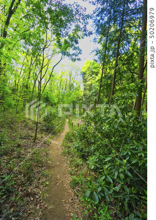 新緑の狭山丘陵　クヌギやナラの林 50206979