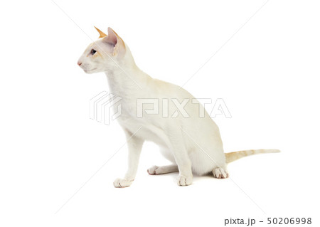 Purebred cute siamese cat studio shot Purebred cute siamese cat studio shot 50206998