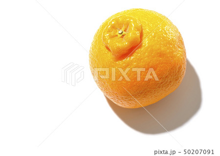 デコポン 50207091