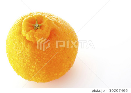 デコポン 50207466