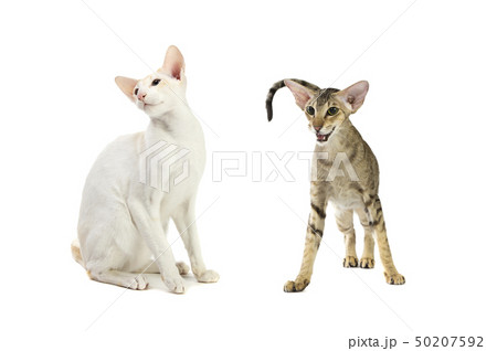 Purebred cute siamese cat studio shot Purebred cute siamese cat studio shot 50207592