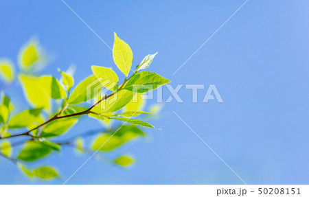 新緑・若葉・青空・大空・新芽・葉っぱ 50208151