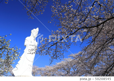 船岡城址公園2019・春 船岡城址公園2019・春 50208545