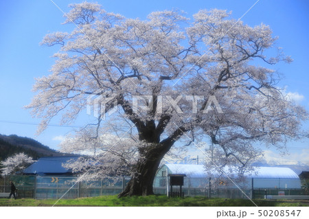 衣川北舘桜2019・春 50208547
