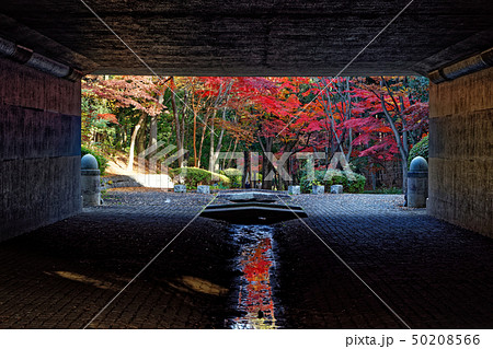 横浜・港北ニュータウン緑道の額縁紅葉 50208566