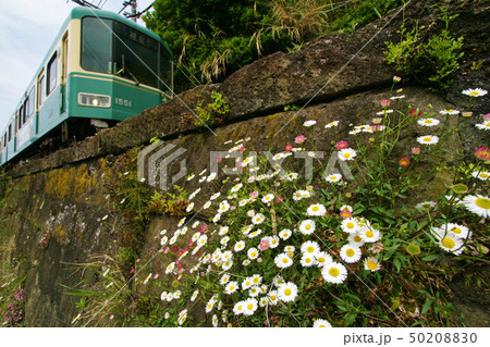 稲村ケ崎の江ノ電 50208830