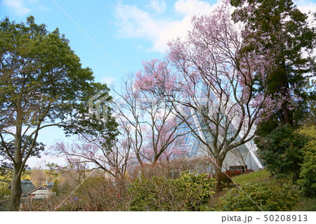 桜の花　エドヒガン 50208913