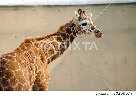 子供のアミメキリン　旭川市旭山動物園 50209075