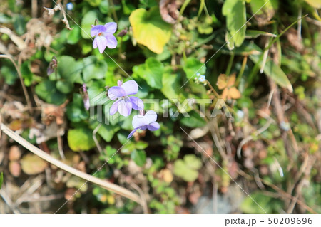 スミレの花 スミレの花 50209696