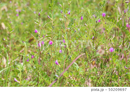 カラスノエンドウの花 50209697