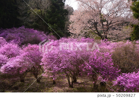 ミツバツツジ咲く頃 八王子市 上川町 今熊神社 ミツバツツジ咲く頃 八王子市 上川町 今熊神社 50209827