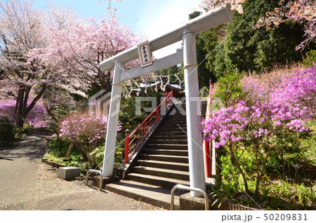 ミツバツツジ咲く頃 八王子市 上川町 今熊神社 ミツバツツジ咲く頃 八王子市 上川町 今熊神社 50209831