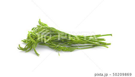 Leucaena on white Background 50209869