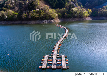 （東京都）新緑の奥多摩湖　麦山浮橋・ドラム缶橋 50209951