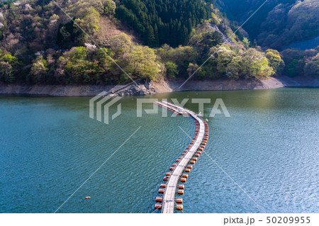 （東京都）新緑の奥多摩湖　麦山浮橋・ドラム缶橋 50209955