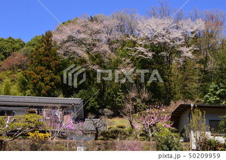 上川の里の春は　八王子市 50209959