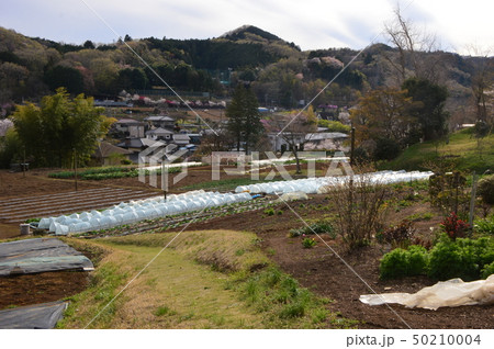上川の里の春は 八王子市 上川の里の春は 八王子市 50210004