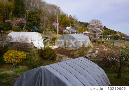 上川の里の春は 八王子市 上川の里の春は 八王子市 50210006