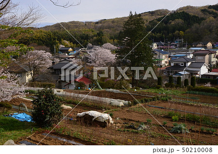 上川の里の春は　八王子市 50210008