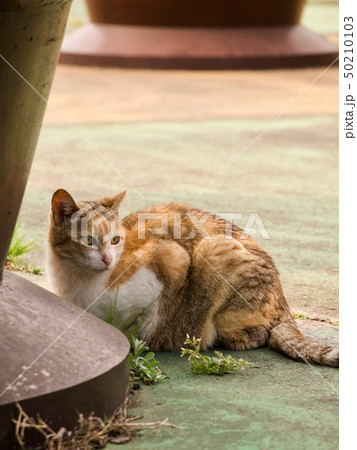 隠れる猫 50210103