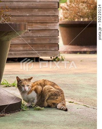 隠れる猫 50210114