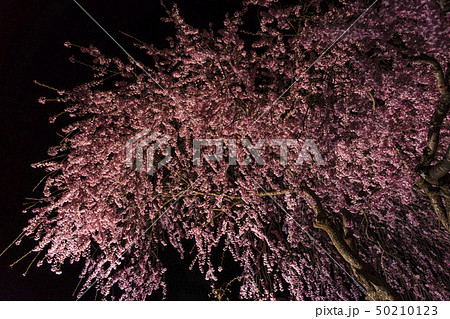 夜桜Z35G 50210123