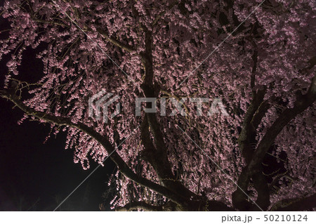 夜桜Z18 50210124
