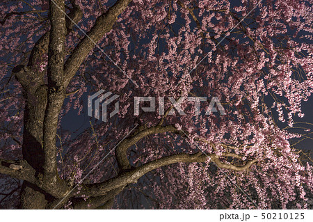 夜桜Z12 50210125