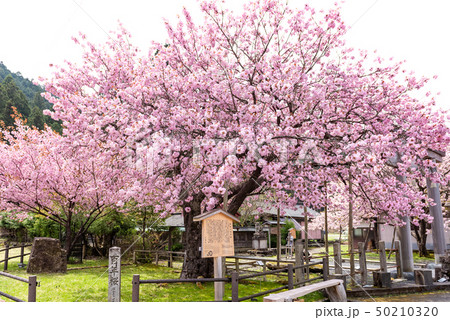 京都府 黒田百年桜の写真素材