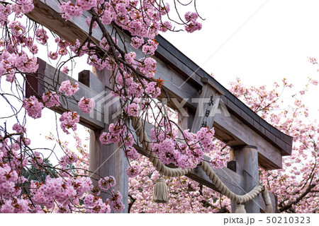 京都府　黒田百年桜 50210323