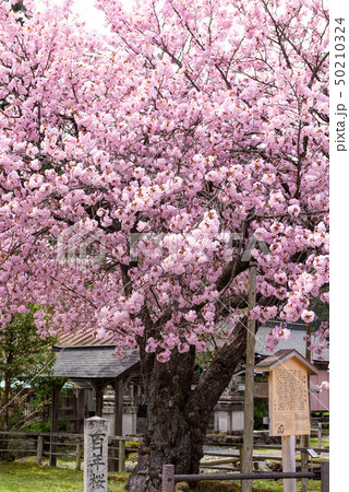 京都府 黒田百年桜の写真素材