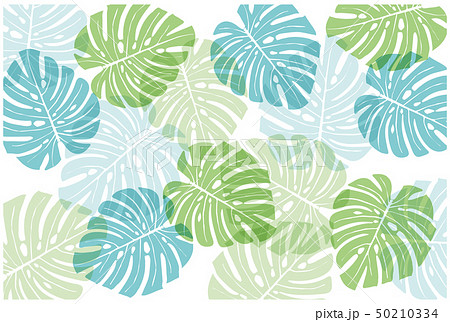 トロピカルなモンステラ柄の背景イラスト（涼）｜夏のイメージ｜バックグラウンド　ベクターデータ 50210334