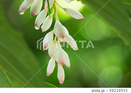 ゲットウの花 50210555