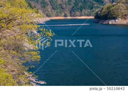 (東京都)新緑の奥多摩湖 湖畔 (東京都)新緑の奥多摩湖 湖畔 50210642