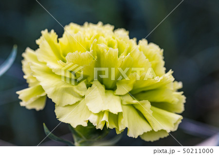 カーネーション 緑の写真素材