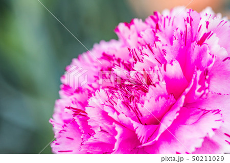 カーネーション　ピンク系 50211029