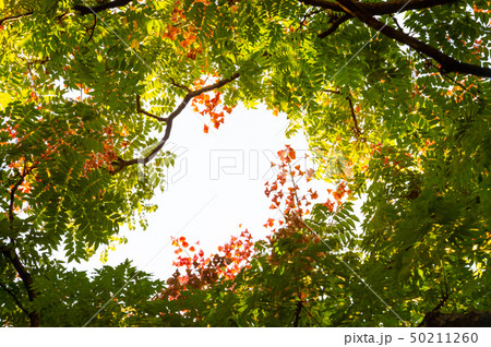 Top view with tree branch and blue sky 50211260