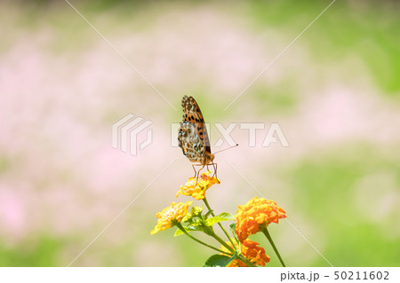 お花畑と蝶々 50211602
