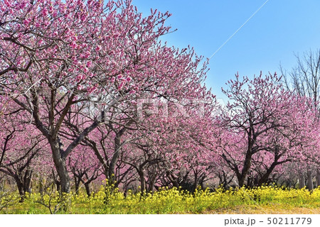 古河公方公園の花咲く花桃林と菜の花 50211779