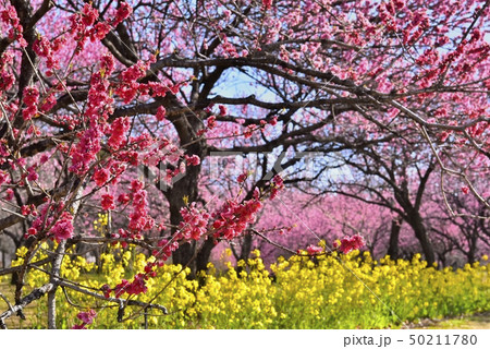 古河公方公園の花咲く花桃林と菜の花 古河公方公園の花咲く花桃林と菜の花 50211780