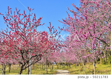 古河公方公園の花咲く花桃林 50211783